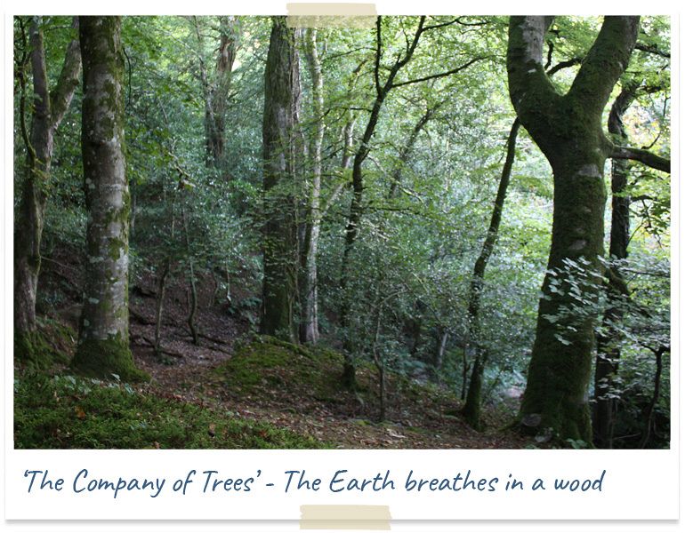 The company of trees - the earth breathes in a wood
