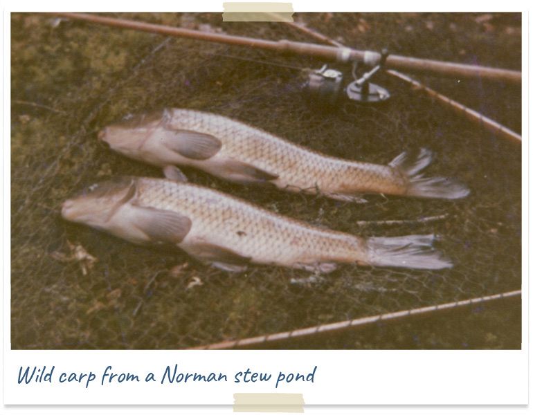 wild carp from a norman stew pond