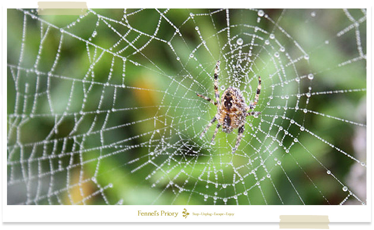 Fennel's blog - charlies web