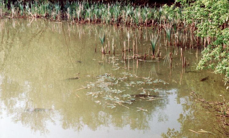 carp basking