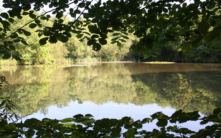 Glimpse of the cottage pool