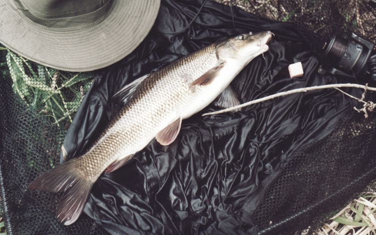 Fennel Hudson's first barbel, Hampton Loade, River Severn, 1991