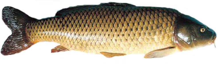 Feral carp