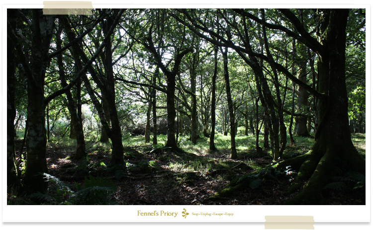 Lazing in the shade, country diary by Fennel Hudson