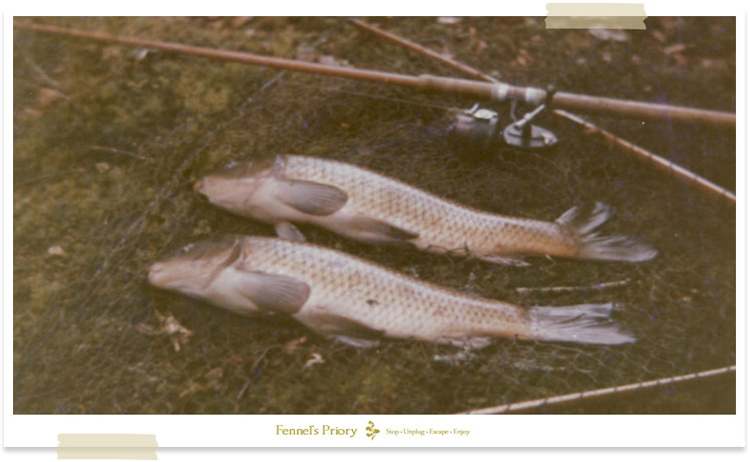 Wild carp from a Norman fishpond