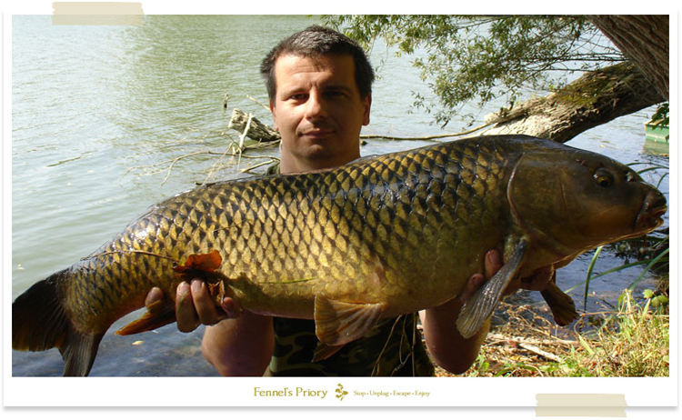 Wild carp of the Danube