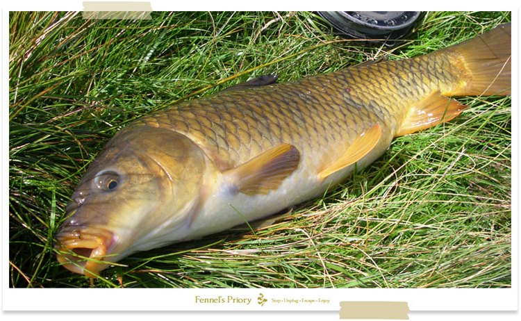 wild carp of Wales