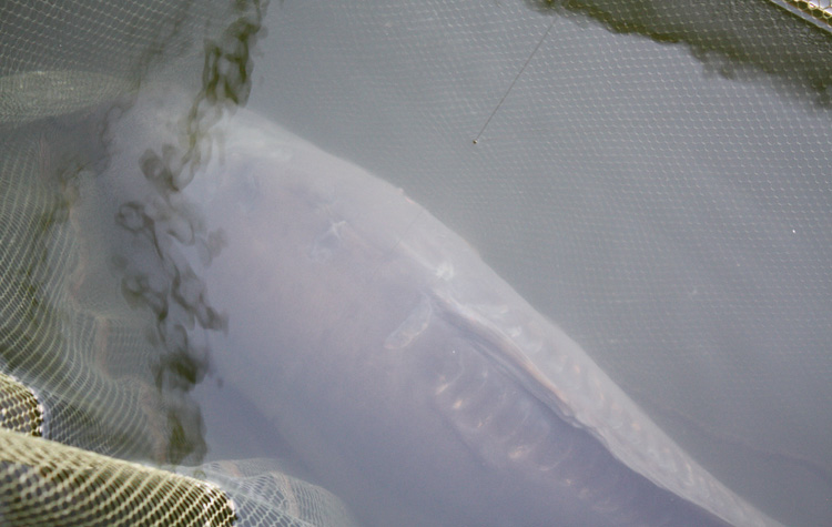 Carp from Quarry Bank Fishery, France