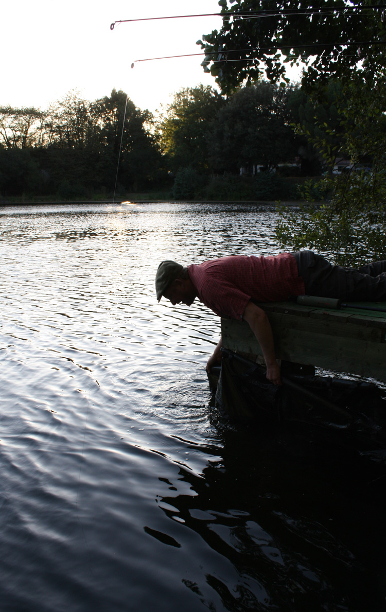 Returning a carp at Quarry Bank Fishery, France