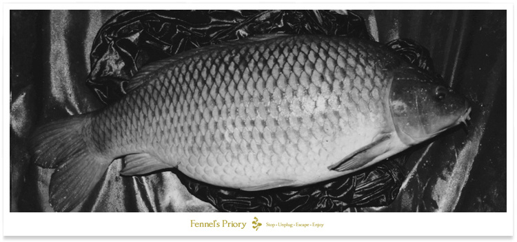 Fennel's Redmire 20 lb carp