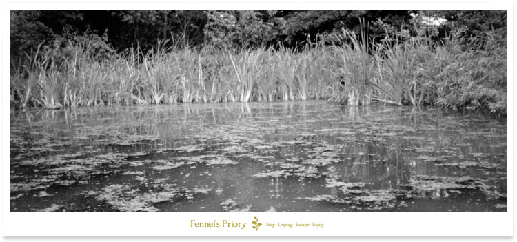 The weed at Redmire Pool - it's such a rich environment for growing big carp