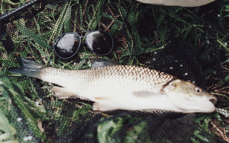 Ruver Severn chub, Fennel Hudson