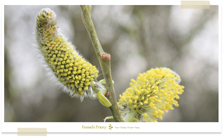 Fennel's blog - Signs of spring from within