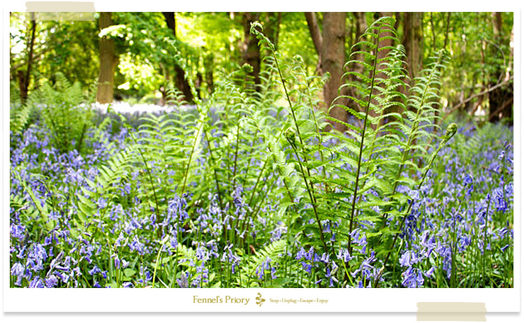 Fennel's blog - spring into summer