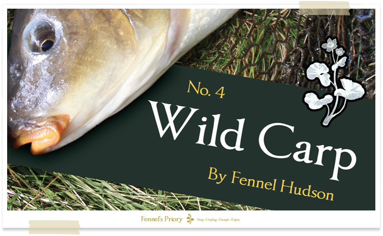 Wild carp fishing book cover by Fennel Hudson