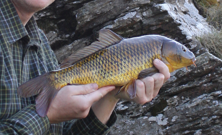 wild carp of wales with fennel hudson