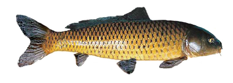 Wild Carp