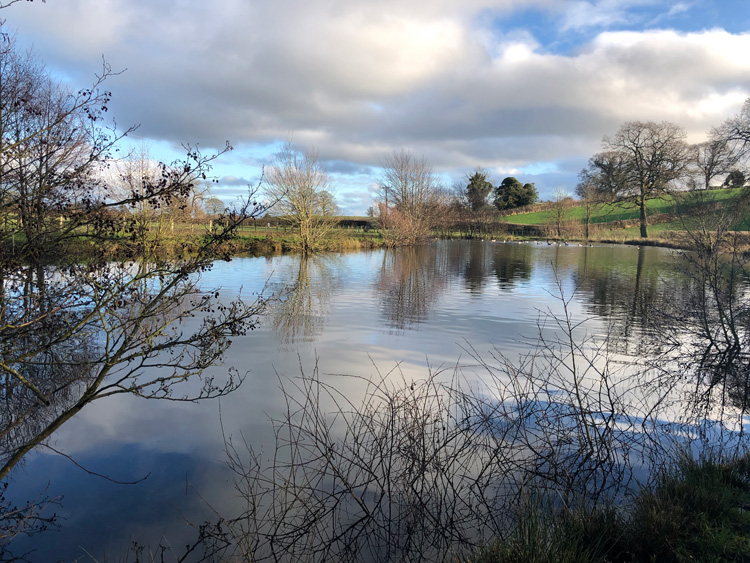 Cowslip Pool - new home for the Wild Carp Trust?