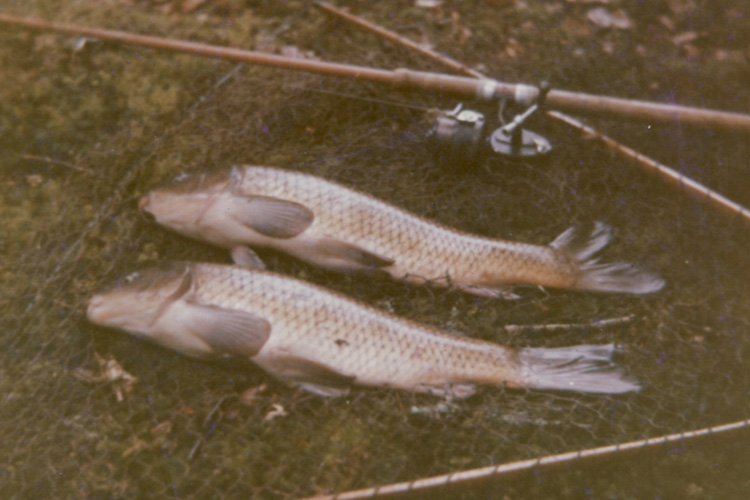 The perfectly shaped wild carp, caught by Mike Winter