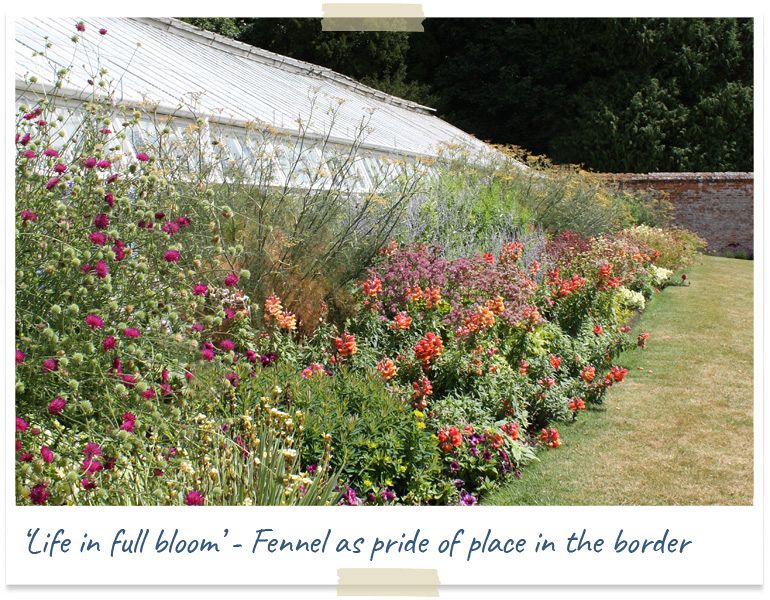 life in full bloom - fennel taking price of place in the border