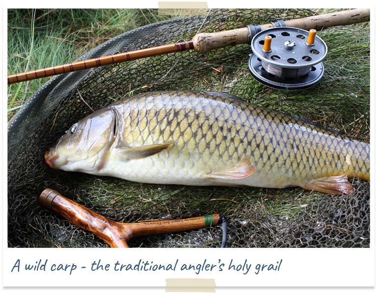 wild carp holy grail