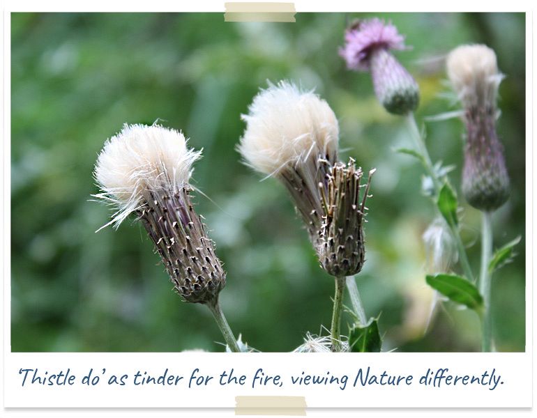 Thistle tinder